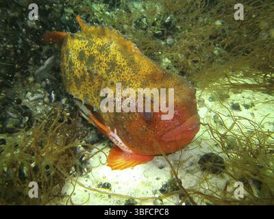 Hen Fish Sea hare (Cyclopterus lumpus Stock Photo - Alamy