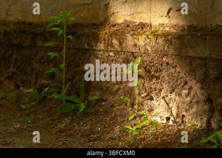 a plant in a wall in the sunlight Stock Photo