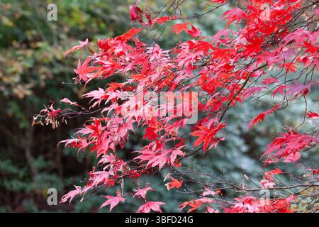 acer japonica Stock Photo