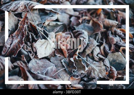 Creative layout with dry autumn leaves on the ground and white frame. Autumn conceptual background Stock Photo