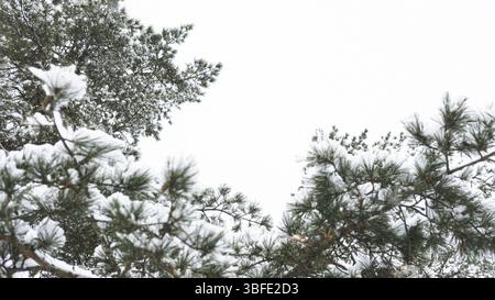 Cloudy winter sky through snow-covered pine branches, copy space Stock Photo
