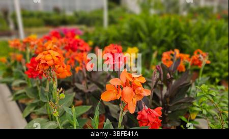 Vibrant orange canna indica blooming inside sunlit nursery greenhouse with potted plants Stock Photo