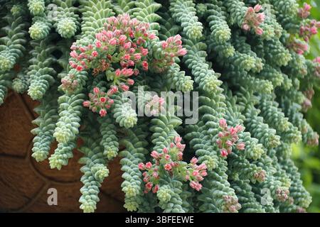 Close-up view Burro's Tail, showcasing its unique, spiraled formations and tiny red blooms. Stock Photo