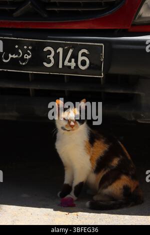 Wild cat posing under a car in Tunisia Stock Photo