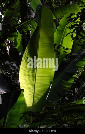 Lush Green vegetation of the ilhabela rainforest Stock Photo - Alamy