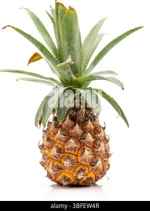 ripe whole baby pineapple with green leaves on whie Stock Photo