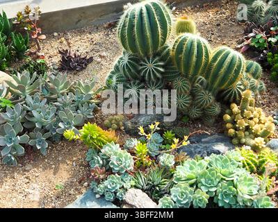 Cactus and succulent garden in sunlight Stock Photo