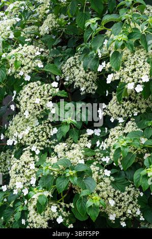 White flowers of Hydrangea Anomala Petiolaris during late spring. Stock Photo