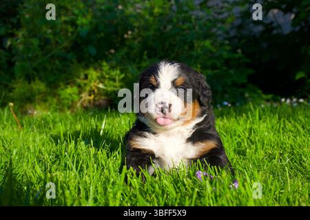 Adorable Bernese Mountain Dog puppy with purple collar, sitting on fresh green grass, looking playful and curious in the summer sunlight. Stock Photo