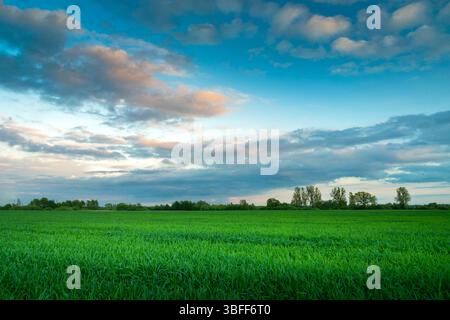 Green field and evening clouds on the sky, spring view Stock Photo