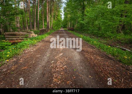 Scenic Dirt Road Through Lush Green Forest in Spring After Rainfall, Nowiny, Eastern Poland Stock Photo
