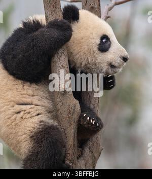 Panda, Sichuan Province, China Stock Photo