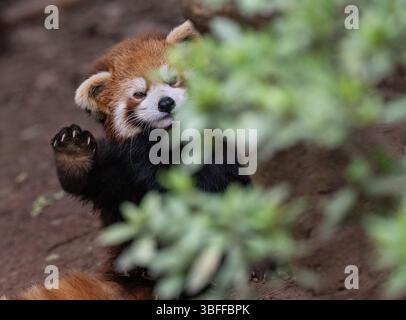 Red Panda, Sichuan Province, China Stock Photo