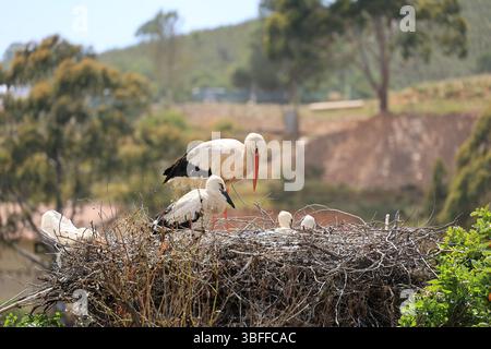 White storks raise their young in the Algarve in Portugal Stock Photo