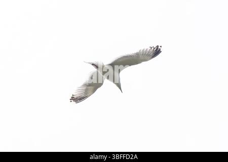 Seagull in Flight Stock Photo
