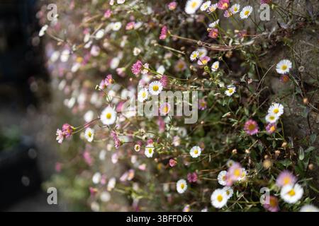 Daisies on a Brick Wall Stock Photo