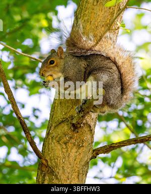 Eastern Grey Squirrel eating high up in a tree at Lochend Park, Edinburgh, Scotland, UK Stock Photo