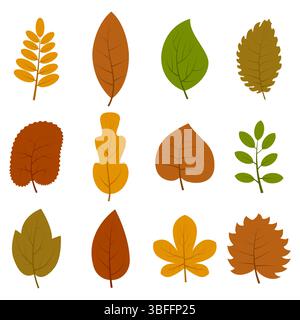 Set of twelve different autumn leaves isolated on white background. Vector illustration. Stock Vector