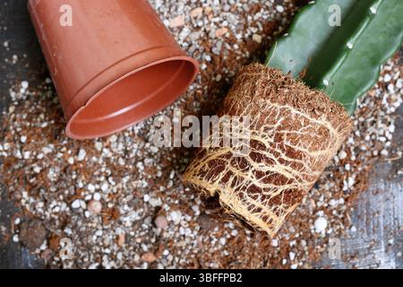 Repotting of cactus plant showing roots in soil shaped like flower pot next to empty plastic pot Stock Photo