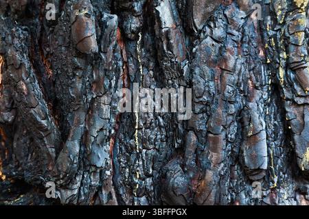 Burnt tree trunk bark texture. Stock Photo