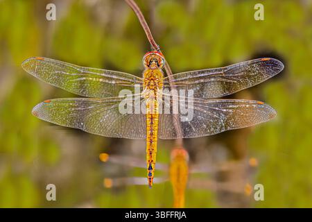 A Dragonfly resting on a wire Stock Photo