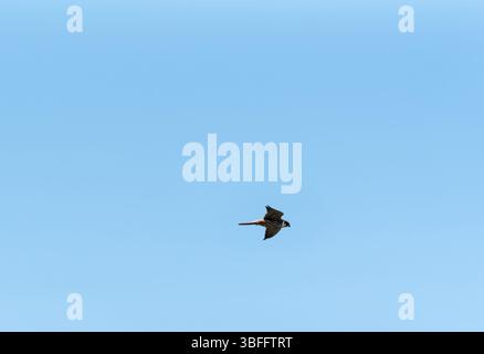 Flying Hobby (Falco subbuteo) at Blue House Farm, Essex Stock Photo