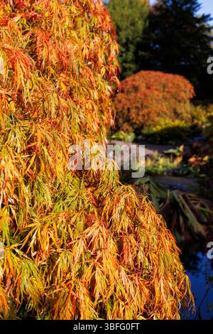 Acer in autumn colours Stock Photo