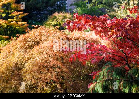 Acers in autumn colours,England, UK Stock Photo
