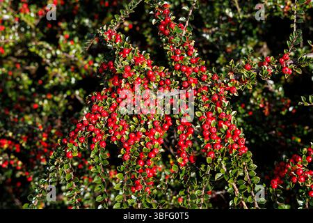 Cotoneaster with berries, England, UK Stock Photo
