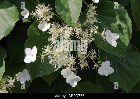 A beautiful white climbing hydrangea Stock Photo