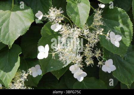 A beautiful white climbing hydrangea Stock Photo