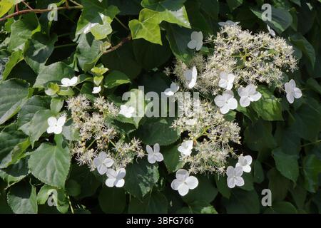 A beautiful white climbing hydrangea Stock Photo