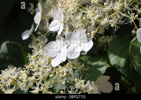 A beautiful white climbing hydrangea Stock Photo
