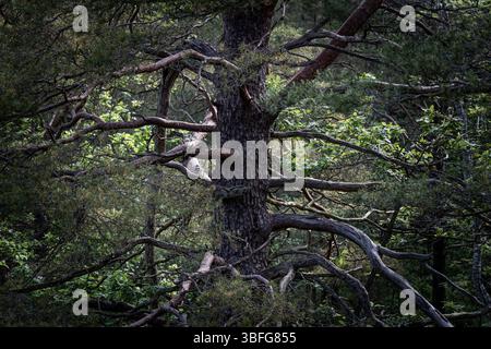 Old gnarly pine tree nature background dark and moody Stock Photo