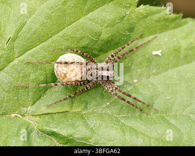 Macro of a nursery web spider (Pisaura mirabilis) carrying her egg sac on a green leaf at Étang de Meudon, France. Stock Photo