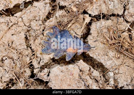 A single oak leaf rests on cracked, parched earth, symbolizing drought and environmental impact. The contrast highlights nature’s resilience Stock Photo