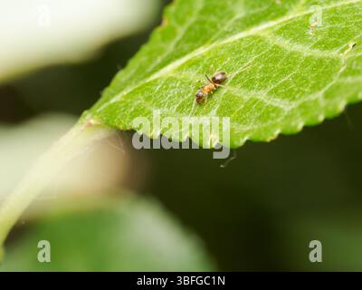 Ant (Lasius sp.) walking on a green leaf, close-up macro photograph of Formicidae insect, Meudon, France. Stock Photo