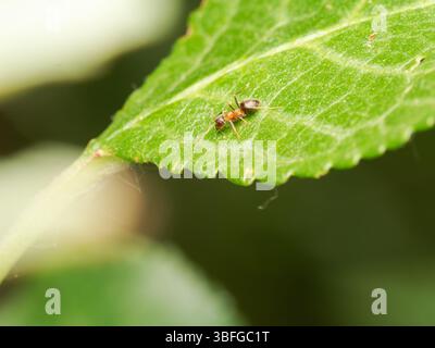 Ant (Lasius sp.) walking on a green leaf, close-up macro photograph of Formicidae insect, Meudon, France. Stock Photo