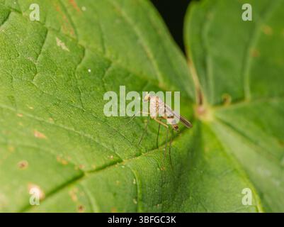 Long-legged fly (Neurigona quadrifasciata) resting on a green leaf, close-up macro photograph, Meudon, France. Stock Photo