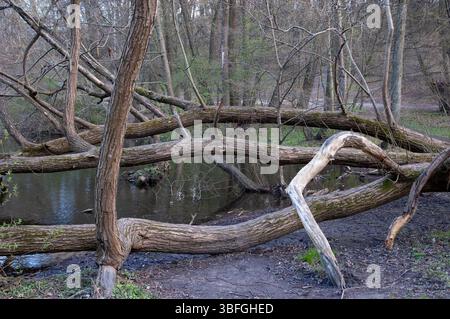A muddy shoreline with a twisted, moss-covered fallen tree lying on it. The tree has dry, barkless branches, its state—alive or dead—is unclear. Beyon Stock Photo