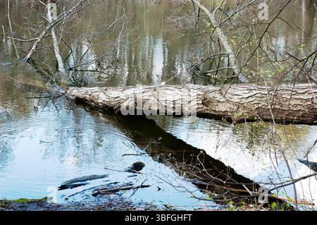 A lake with a large fallen tree, its trunk resting above the water and its crown submerged, faintly visible beneath the surface. Additional branches a Stock Photo