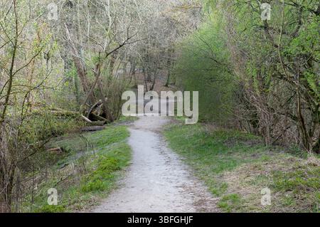 the path goes off into the distance between green bushes and marshes. Stock Photo