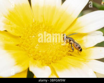 Syritta pipiens, thick legged hoverfly feeding on yellow daisy flower, Paysan Urbain, Lyon, France. Stock Photo