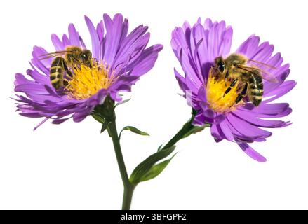bees or honeybees in Latin Apis Mellifera, european or western honey bees sitting on two blue violet or purple flower isolated on white background Stock Photo