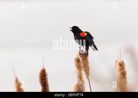 A red-winged blackbird perched on tall grass calling out its song Stock Photo