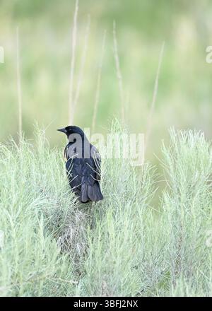 Red-winged blackbird in bush Stock Photo