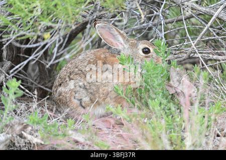 Desert Cottontail in brush; Colorado Stock Photo