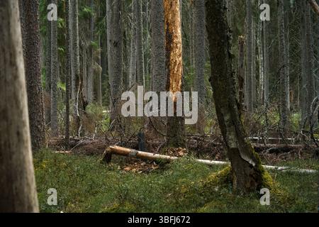Ancient forest showing a tree with stripped bark and fallen logs in Kotiset Nature Reserve, Evo, Finland. Stock Photo
