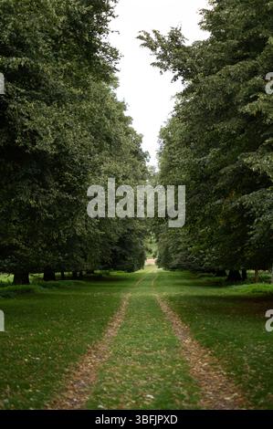 Path in the alley among tall trees. Stock Photo