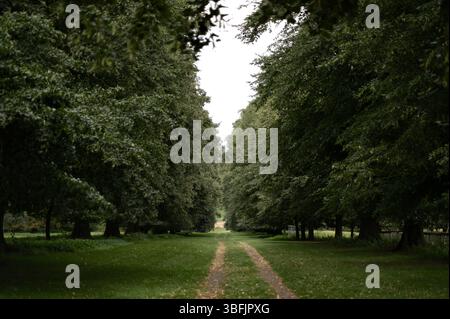 Path in the park among trees. Stock Photo